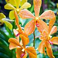 Singapore Flowers 2