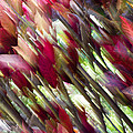 Vibrant Leaves