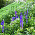 Lovely Lupines